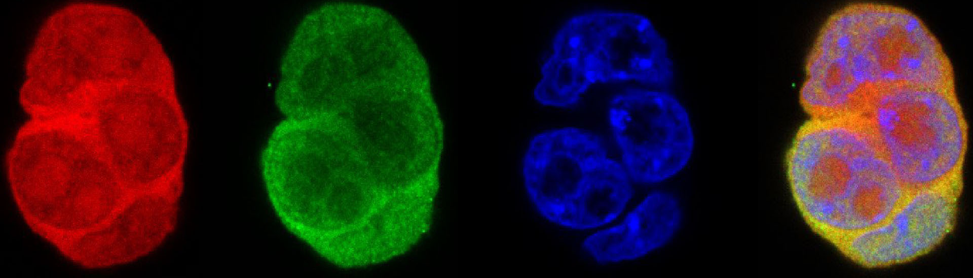 《自然-細胞生物學》發表腦智卓越中心關于基因表達動態示蹤的新技術
